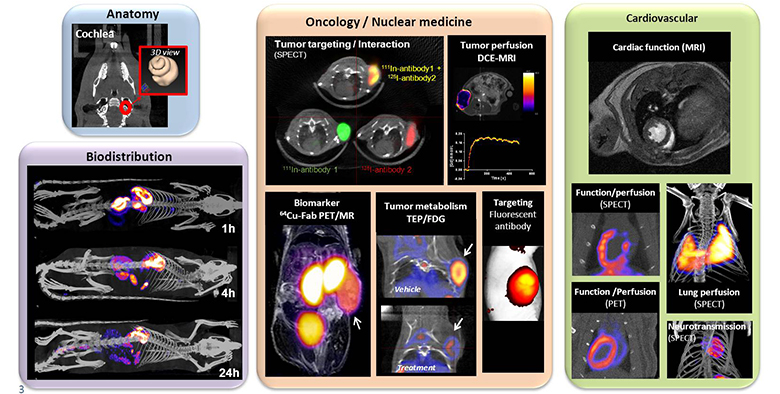 visuel-imagerie-preclinique-3